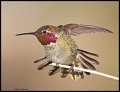 _5SB0380 annas hummingbird